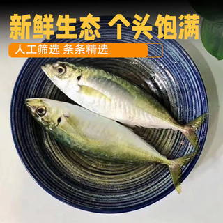 时寐东山岛海捕巴浪鱼 深海海鲜 行走的氨基酸 东山岛直发 端午食材 2斤6-10条
