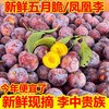 初石 特大果 四川 五月脆李 5斤装 单果25g+