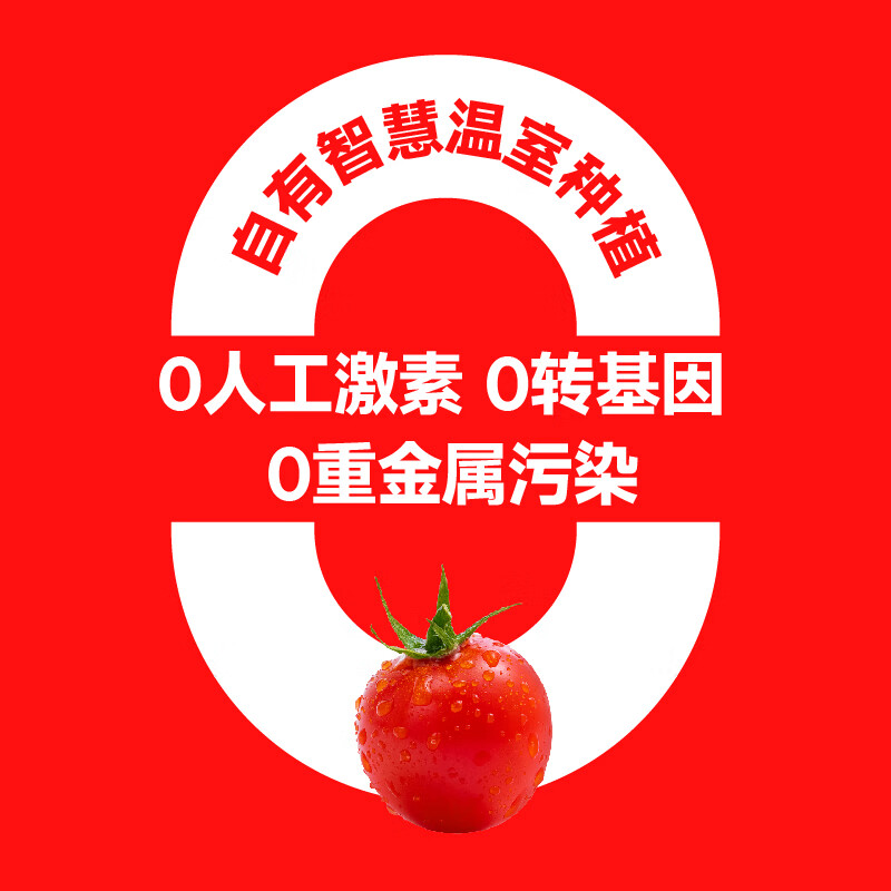 一颗大玲珑串番茄 串收樱桃小番茄 生吃水果西红柿 低GI食品 爆汁