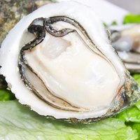 湛江生蚝鲜活5斤顺丰包邮特大蚝【10斤装拍2件】新鲜海鲜带壳保活