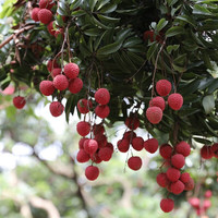 趣觅鲜惠州镇隆桂味荔枝新鲜采摘小核广东岭南老树小籽荔枝速运 5斤桂味
