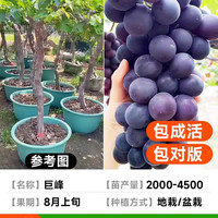 锦圃 巨峰葡萄树苖特大老桩阳光玫瑰盆栽南方北方庭院种植地栽爬藤杯苗