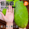 海南 海口市 金煌芒果 500g+ 特大果