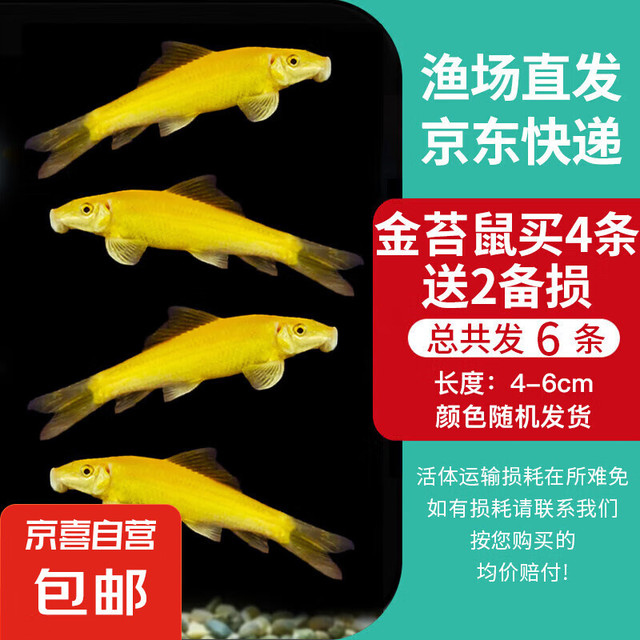 金苔鼠鱼鱼缸清洁鱼工具鱼鱼缸除藻清理粪便小型热带观赏鱼鱼活体 金苔鼠4条送备损2条