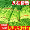 京喜加 新鲜蒜苔 新鲜蒜苔 1斤