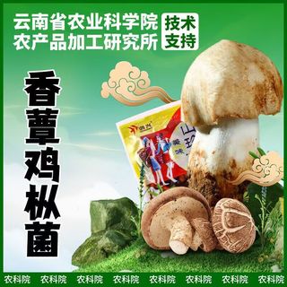 菌香传奇 即食鸡枞菌 500g