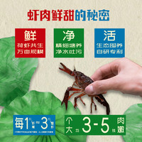文和友小龙虾3-5钱大虾荷花虾麻辣蒜蓉龙虾尾600g加热即食 【重辣】麻辣味600g