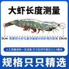 津尚鲜 盐冻基围虾 海鲜水产