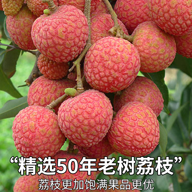  10斤双肩玉荷包荔枝新鲜现摘现发水果整箱应季5