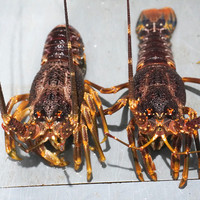 渔传播 【2只装】鲜活南非龙虾（200-250g/只）包鲜不包活 