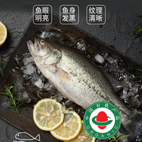 太湖海【无抗或有机认证 淡水鲈鱼】婴儿童食辅 鲜活三去鱼类水产 【有机】鲈鱼 200g*6条