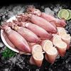 新鲜海兔 籽乌500g（一件批发价）