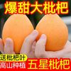 绿竹坊 四川米易大五星枇杷 2.3斤 新鲜水果