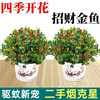 花茶木居 聚财金鱼吊兰混色装 2盆+2个竹子盆+原土+肥