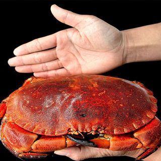 【现货】魃鲜 面包蟹 大只面包蟹 熟食黄金蟹 熟冻即食螃蟹 3只装 600-801g