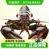 渔传播 波士顿龙虾 450-550g