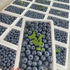 京格 特大果 蓝莓 5盒/100g 单果15-18mm