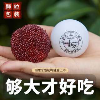 仙居杨梅 浙江仙居东魁杨梅【EMS空运-多地次日达】新鲜水果礼盒物品 S+级杨梅皇6斤96枚【鸡蛋大小】 9A级｜至尊果礼盒装