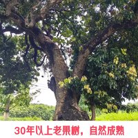 广果荔枝桂味糯米糍广东特产岭南新鲜水果整盒荔枝果园直发空运品 10斤【糯米糍荔枝单果20g+】 30年老树精品果【京东空运】