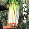 京喜 大葱去皮裁半叶新鲜蔬菜水果大葱调料 精选 3斤