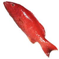 鲟好物深海东星斑 活冻石斑鱼 海鲜生鲜鱼类礼盒佳品 东星斑4.5-5斤/条