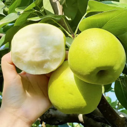 京鲜生 苏翠一号 净重3斤 单果250g+ 新鲜水果 源头直发 精选苏翠一号净重3斤
