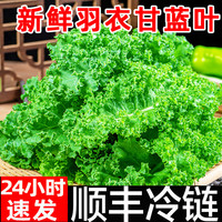 新鲜羽衣甘蓝2斤蔬菜顺丰包邮沙拉食材嫩叶甘兰kale西餐榨汁配菜