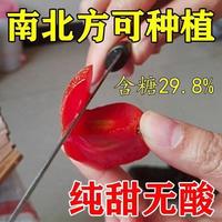 羊奶果种子盆栽地栽当年结果羊奶果子耐冬耐冻南北方四季种植