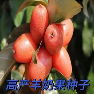 羊奶果种子盆栽地栽当年结果羊奶果子耐冬耐冻南北方四季种植