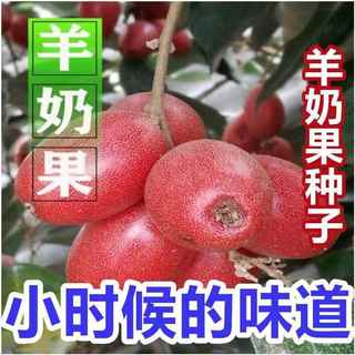 羊奶果种子盆栽地栽当年结果羊奶果子耐冬耐冻南北方四季种植