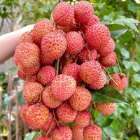 广果荔枝桂味糯米糍广东特产岭南新鲜水果整盒荔枝果园直发空运品 10斤【桂味荔枝单果18g+】 30年老树精品果【京东空运】