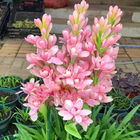 绿枝春 晚香玉种球 1-2CM 粉色 6-9芽+2包肥