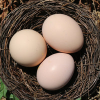 密农人家 新鲜油鸡蛋3天内现捡鲜蛋 30枚