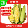 京百味 云南水果玉米3斤 新鲜生鲜蔬菜香甜多汁金银甜棒子当季 源头直发