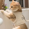 欢宠网 Huan Chong 猫咪牵引绳猫绳宠物防挣脱可调松紧背心式专用溜遛猫绳子外出用品