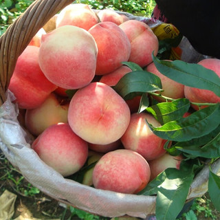 HUABEIQIANG头茬山西水蜜桃现摘现发脆甜多汁颗颗饱满当季新鲜水果桃子 净重2.5斤单果100g起 阳光玫瑰带箱 3斤 装 彩箱礼盒