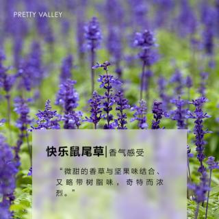 【女性生理期好伴侣】快乐鼠尾草精油5ml保湿滋润按摩身体熏香