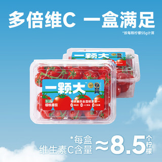 一颗大™ 樱桃小番茄 水果西红柿生吃 爆汁自然成熟 便携盒装 基地直发 樱桃番茄 418g *2盒
