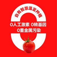 一颗大™ 樱桃小番茄 水果西红柿生吃 爆汁自然成熟 便携盒装 基地直发 樱桃番茄 418g *2盒
