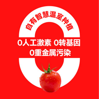 一颗大™ 樱桃小番茄 水果西红柿生吃 爆汁自然成熟 便携盒装 基地直发 樱桃番茄 418g *2盒