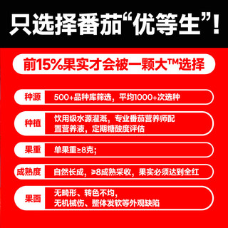 一颗大™ 樱桃小番茄 水果西红柿生吃 爆汁自然成熟 便携盒装 基地直发 樱桃番茄 418g *2盒