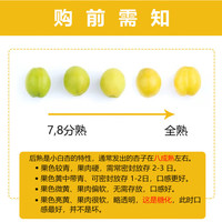 京鲜生 新疆小白杏 3斤 箱装