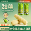 天勤粒粒净 有机大白糯玉米 8穗*300g 铝箔锁鲜 真空包装