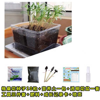萌蕴（MengYun）儿童种植小盆栽幼儿园观察植物种子凤仙花种籽子小向日葵种孑 草莓种子20粒+肥