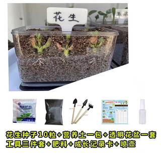 萌蕴（MengYun）儿童种植小盆栽幼儿园观察植物种子凤仙花种籽子小向日葵种孑 草莓种子20粒+肥