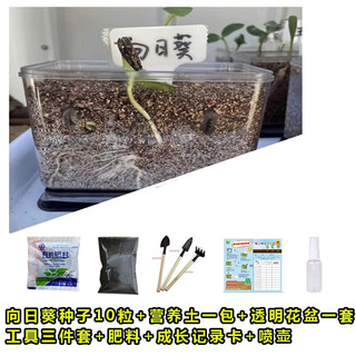 萌蕴（MengYun）儿童种植小盆栽幼儿园观察植物种子凤仙花种籽子小向日葵种孑 草莓种子20粒+肥