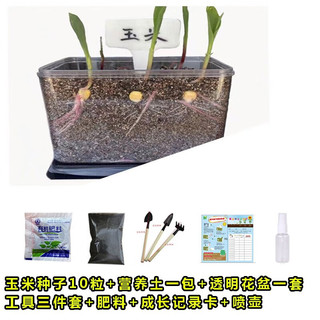 萌蕴（MengYun）儿童种植小盆栽幼儿园观察植物种子凤仙花种籽子小向日葵种孑 草莓种子20粒+肥