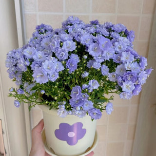 萌蕴（MengYun）儿童种植小盆栽幼儿园观察植物种子凤仙花种籽子小向日葵种孑 草莓种子20粒+肥