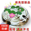 四季混色碗莲种子 5包 5粒/包