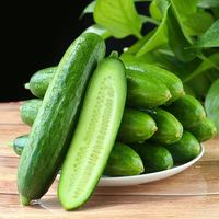 京觅山东水果黄瓜 净重4斤 单果80g+ 水果小黄瓜 源头直发